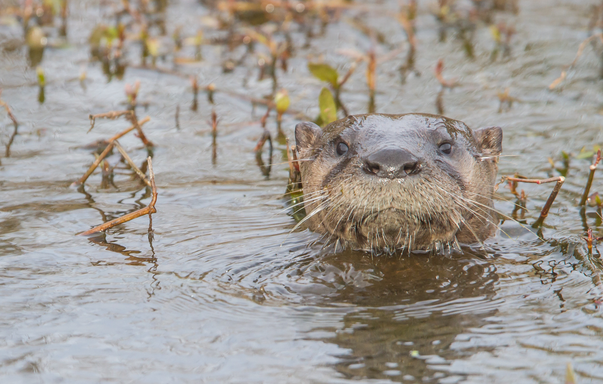 River Otter