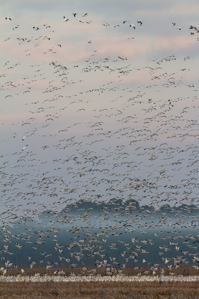 Snow Geese on foggy morning