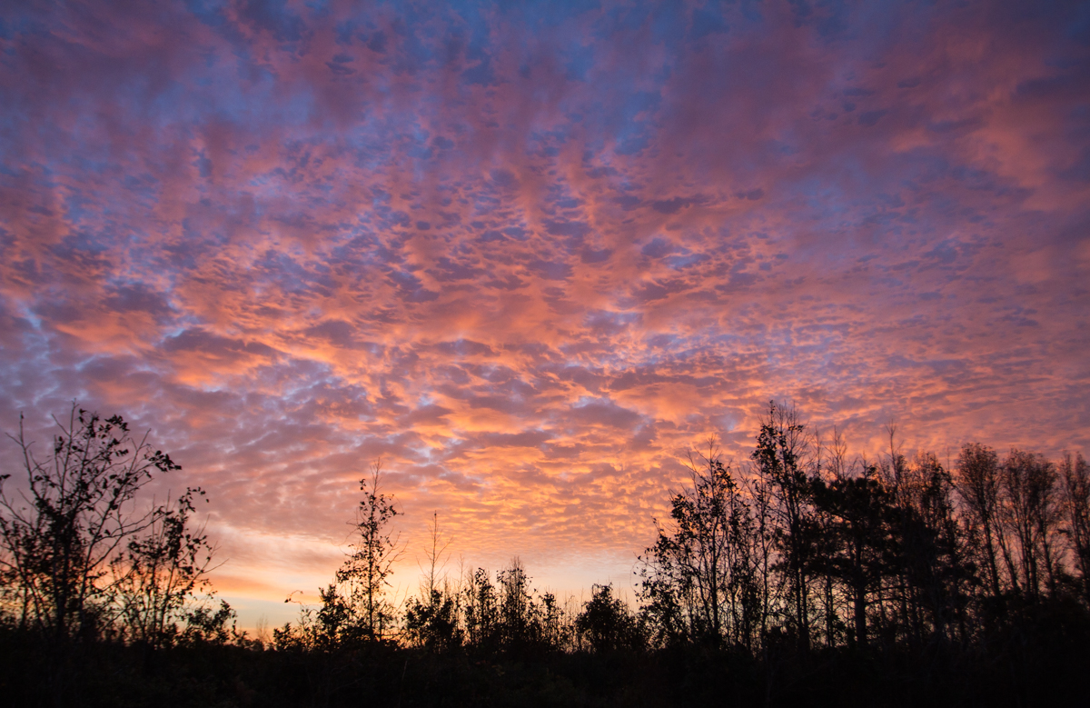 Sunrise, Pocosin Lakes NWR