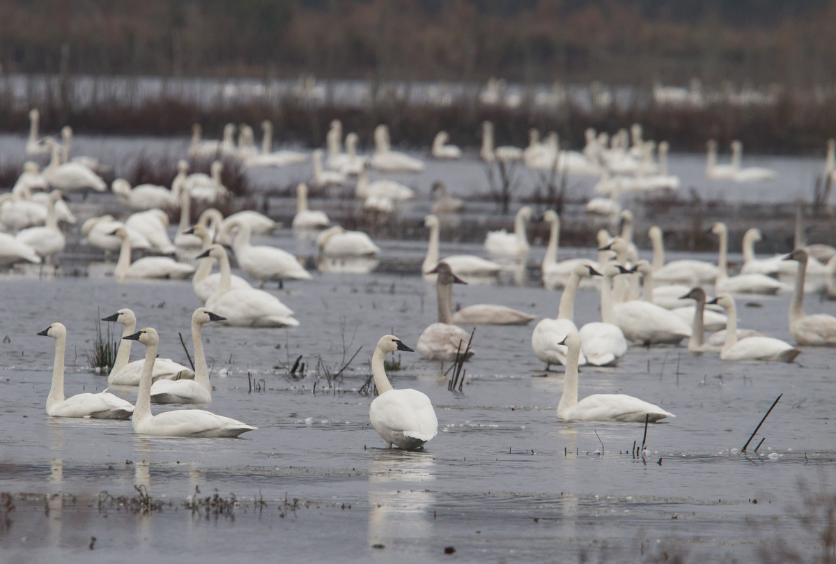 Tundra swan flock on impoundment