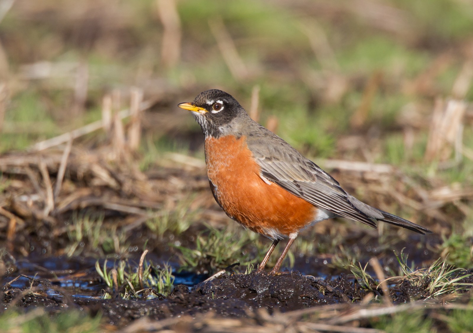 American Robin feeding in field