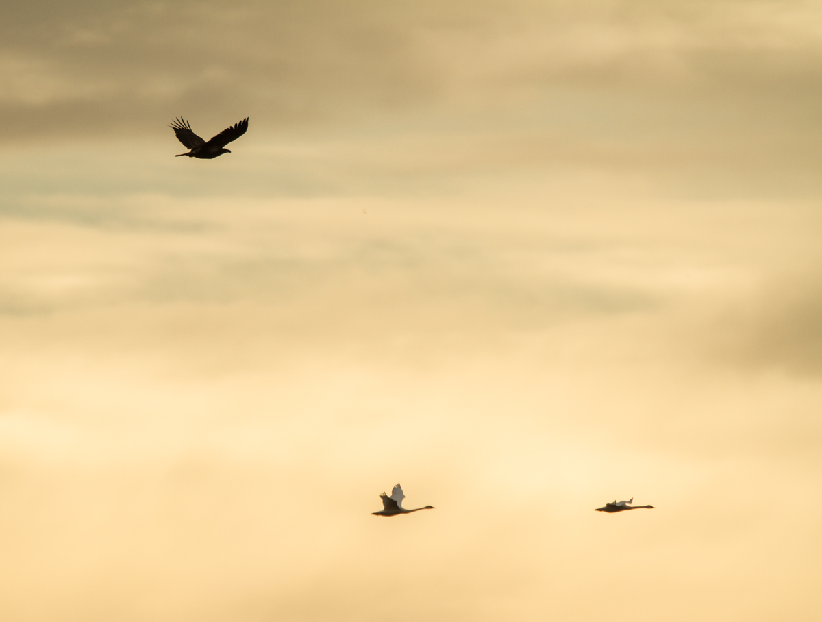 Bald Eagle and swans flying against a golden sky