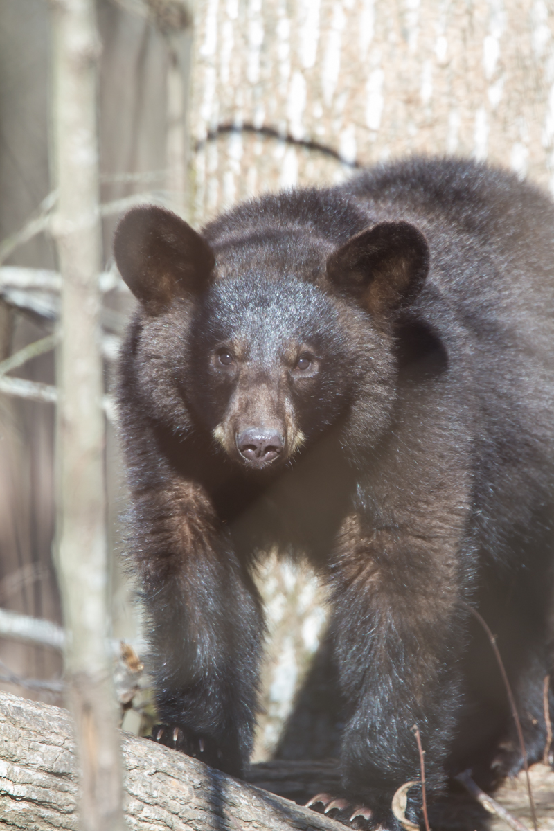 black bear at base of tree 1