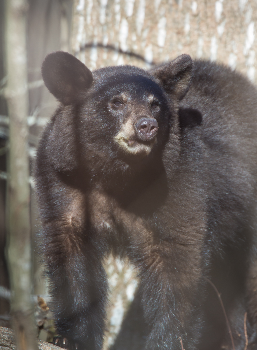black bear at base of tree