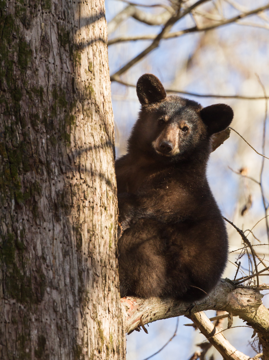 black bear in tree 1