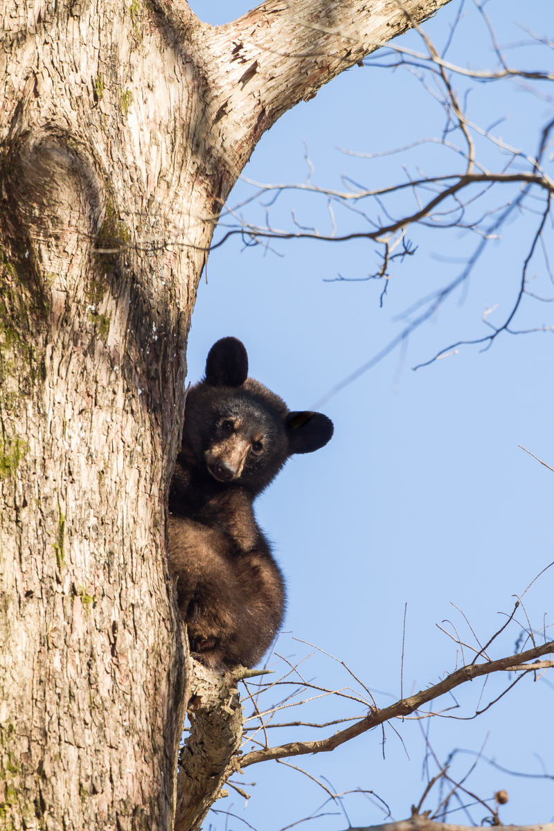 black bear in tree 2