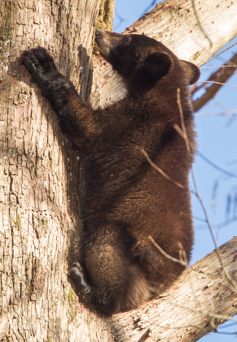 black bear in tree 3