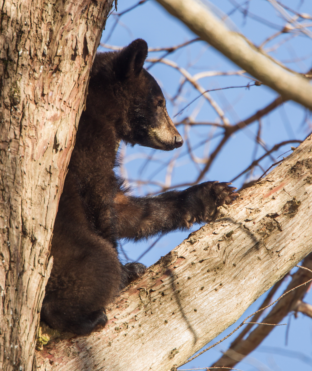 black bear in tree 4