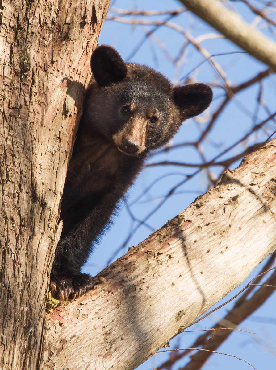 black bear in tree 5