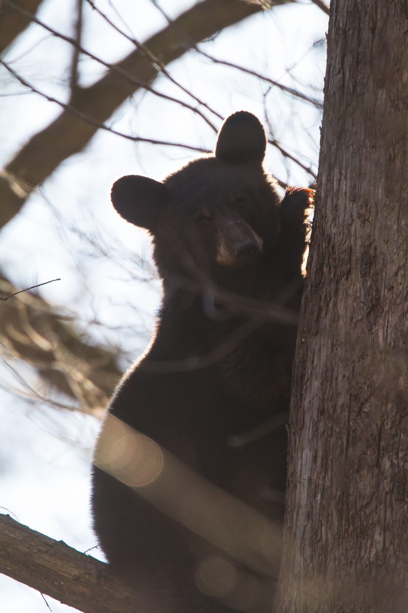 black bear in tree