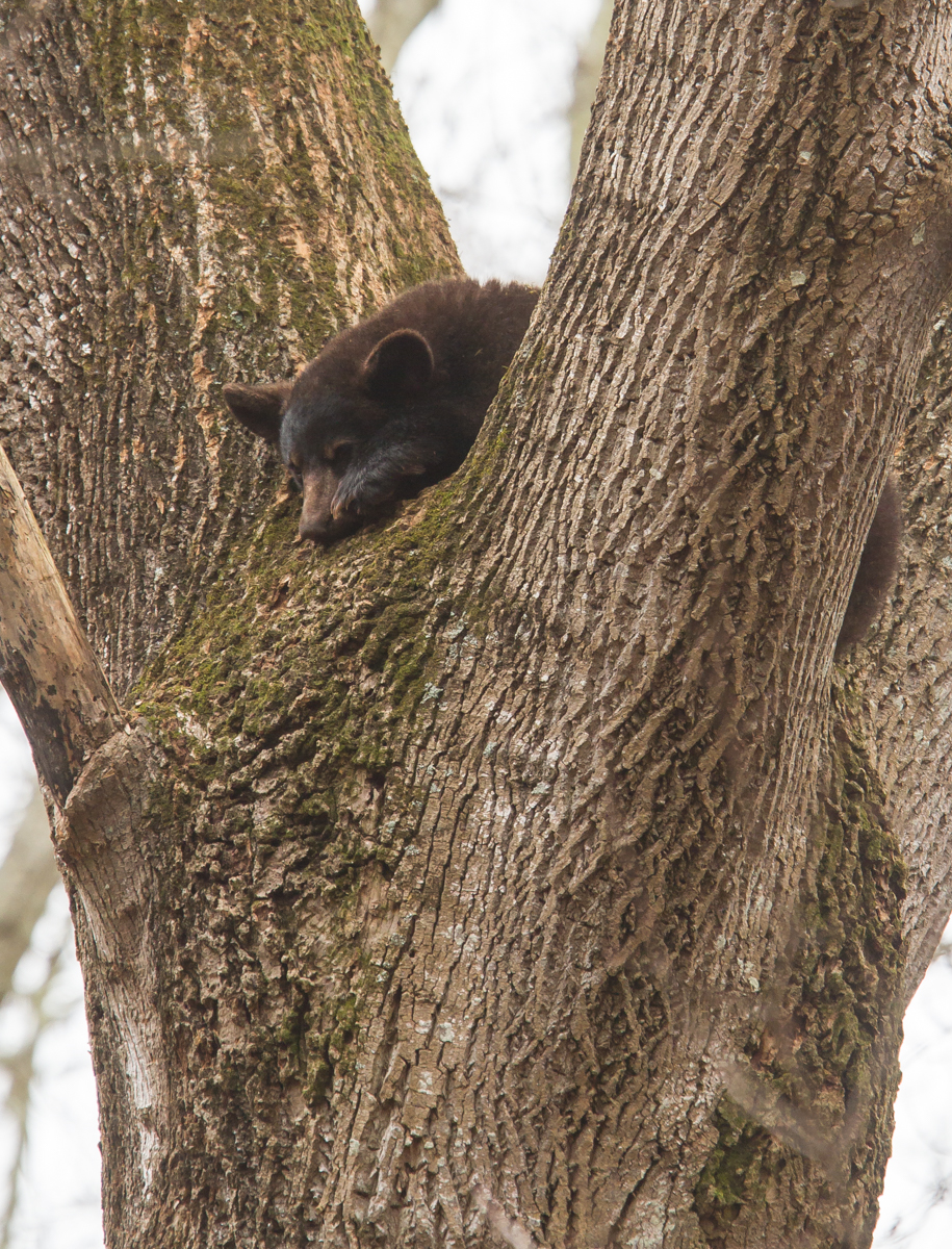 Black Bear sleeping in tree