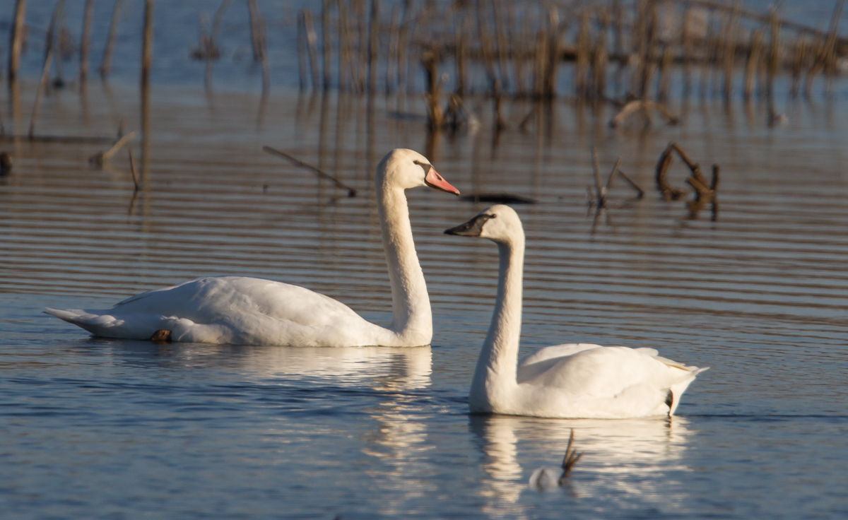 Mute and Tundra Swans