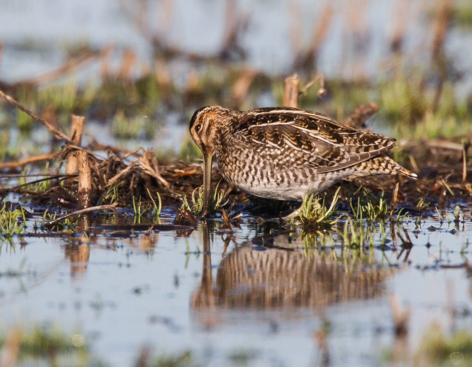 Snipe and reflection 1