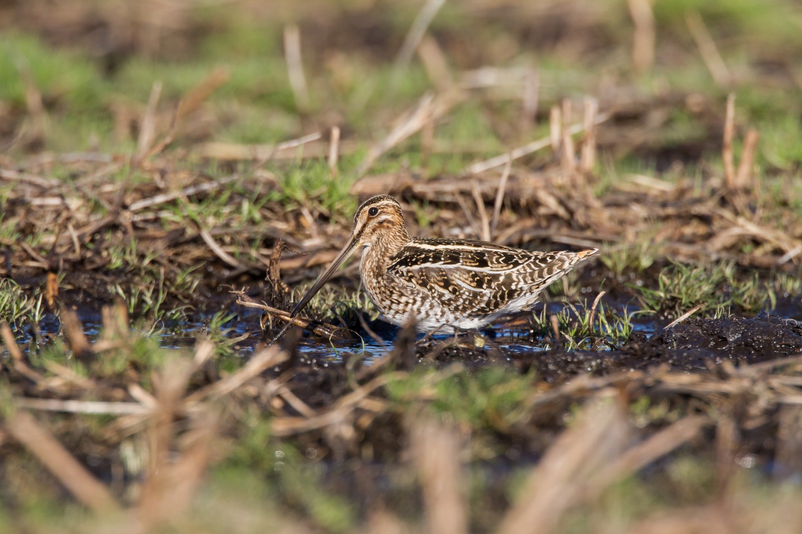 Snipe camouflage