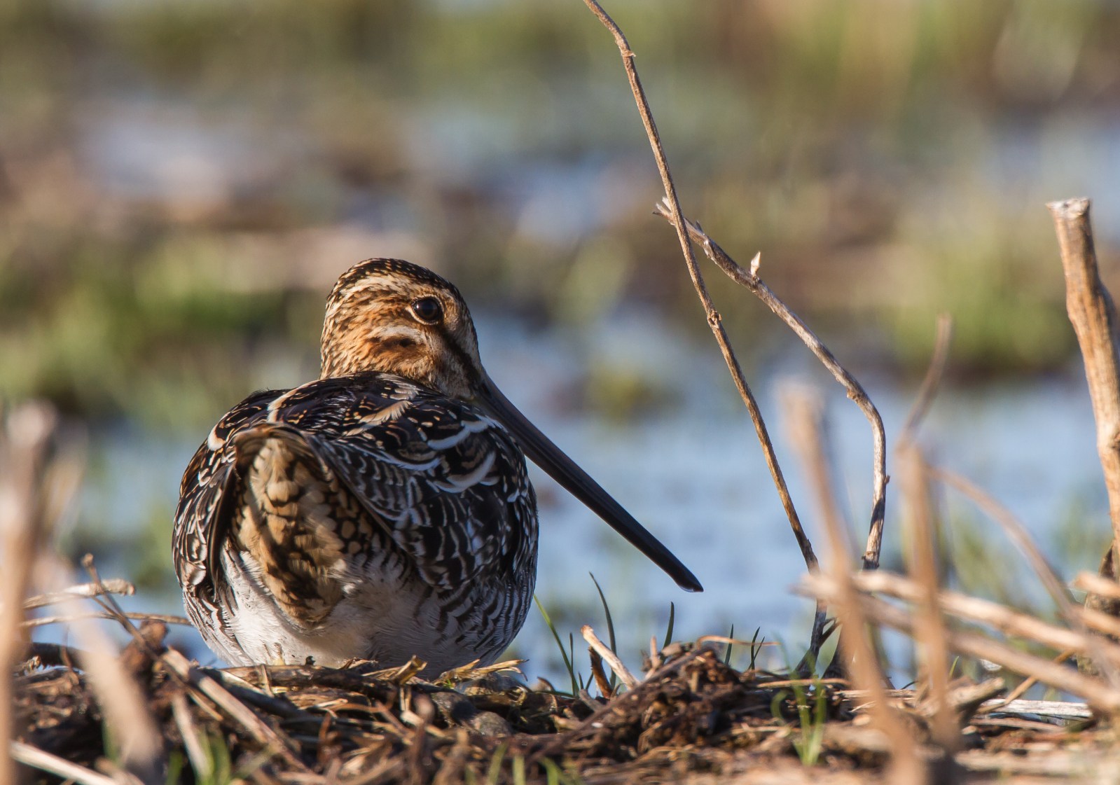 Snipe from behind