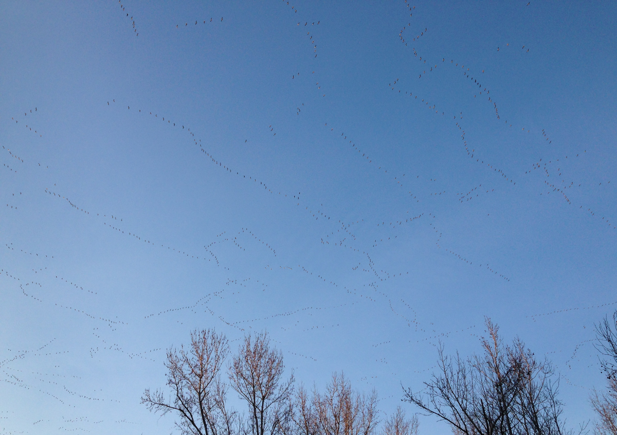Snow Geese above Pungo Lake