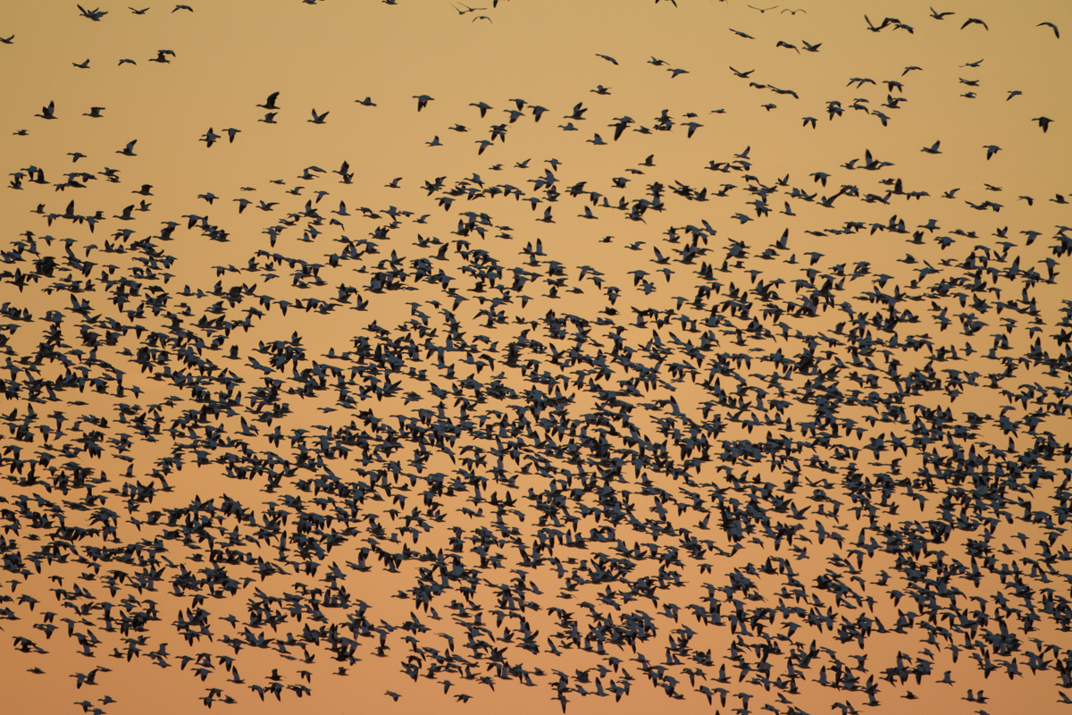 Snow Geese at sunset across field