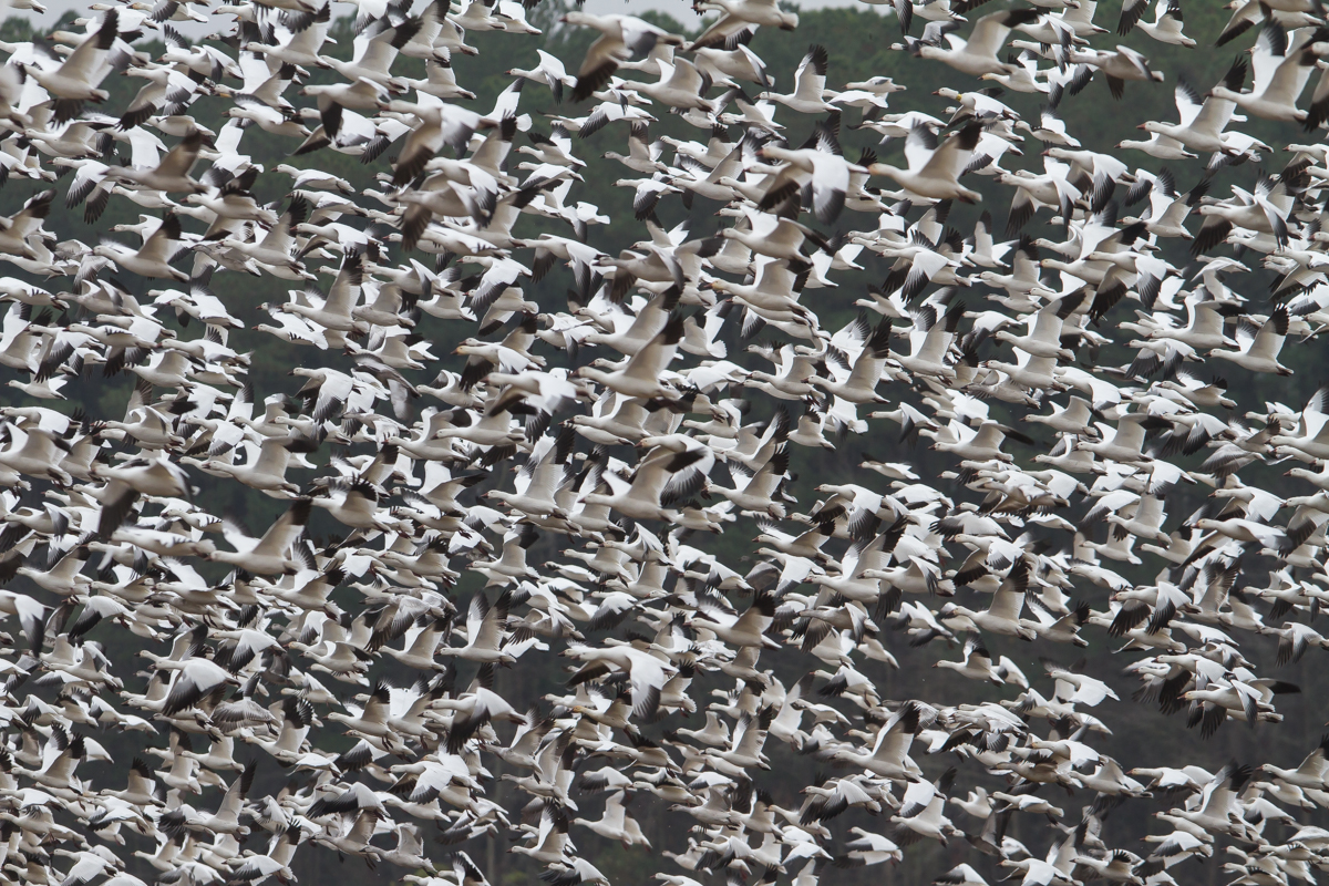 Snow Geese blasting off from field
