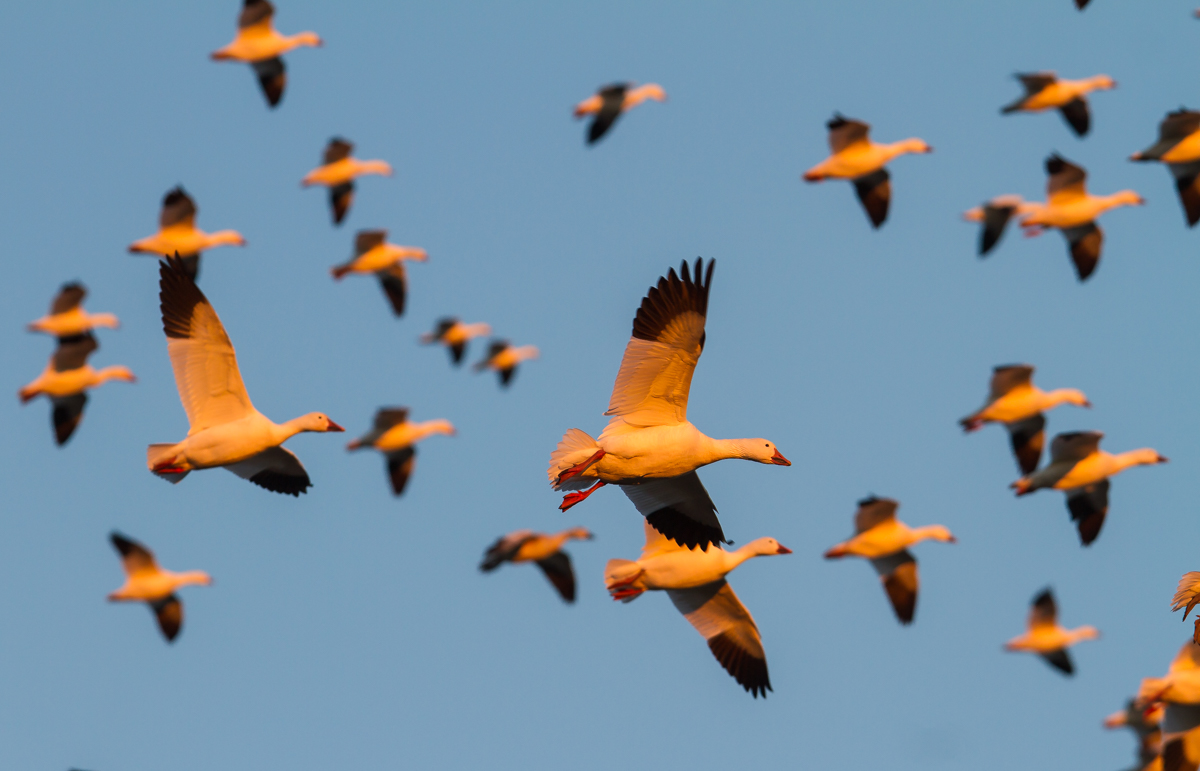 Snow Geese coming into field at sunset 2