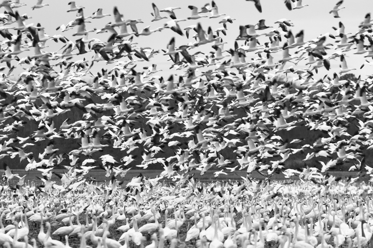 Snow Geese flying over field full of swans