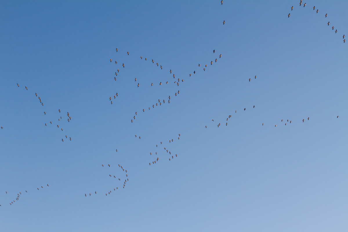 Snow Geese high overhead