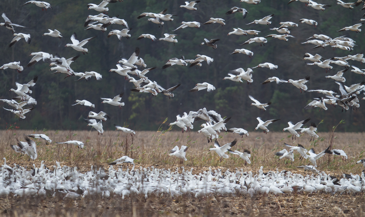 Snow Geese landing