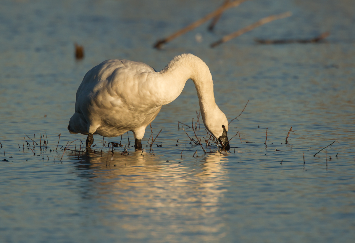 Swan drinking
