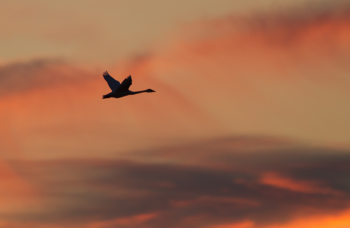 Swan flying at sunset