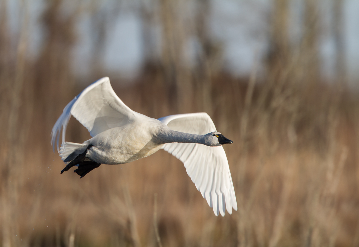 Swan flying low