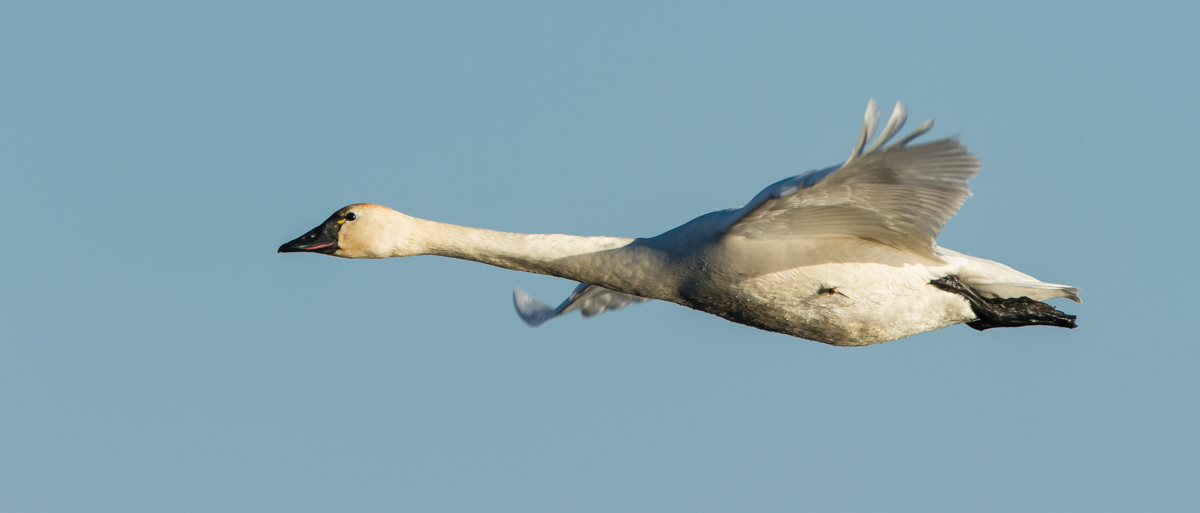 Swan in flight