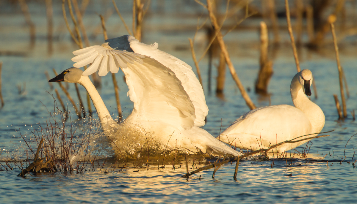 Swan splashing down as it lands