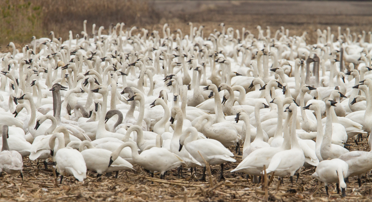Swans bunched together in corn field