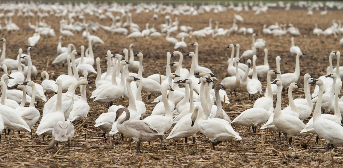 Swans scattered in corn field