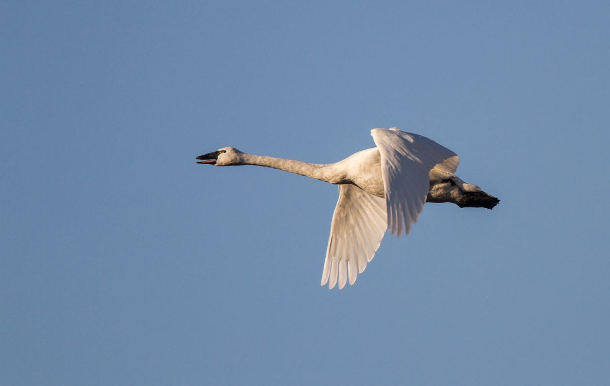 Tundra Swan flying 1