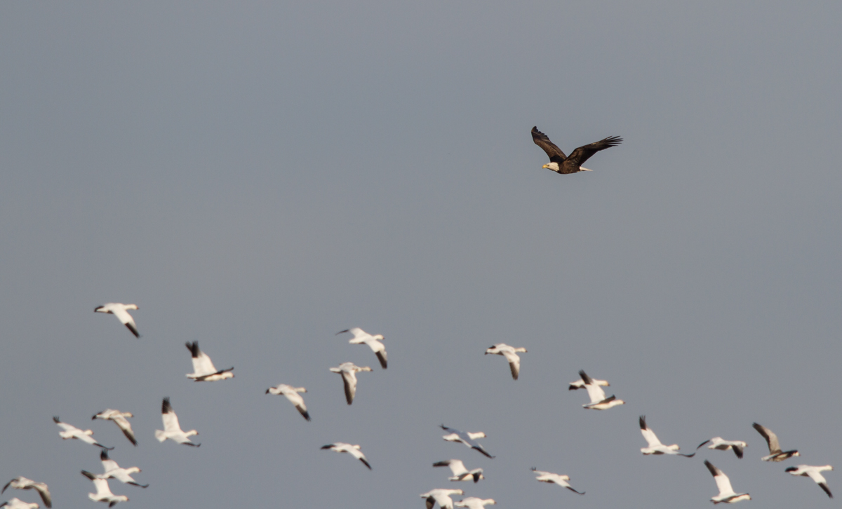 Bald Eagle flushes Snow Geese 1