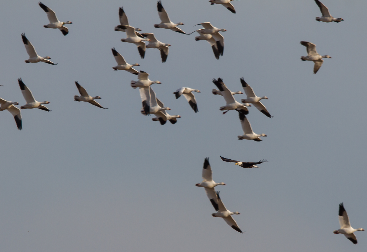 Bald Eagle flushes Snow Geese