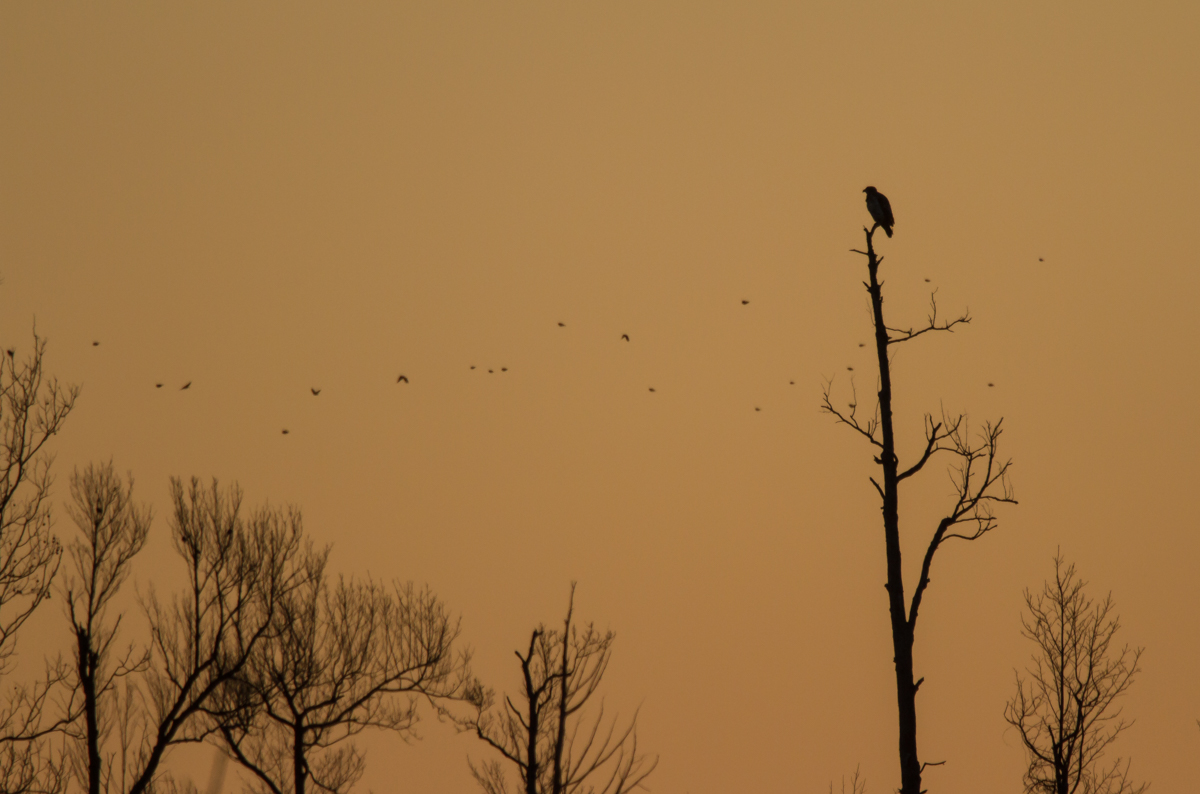 Bald Eagle in dead tree at sunrise