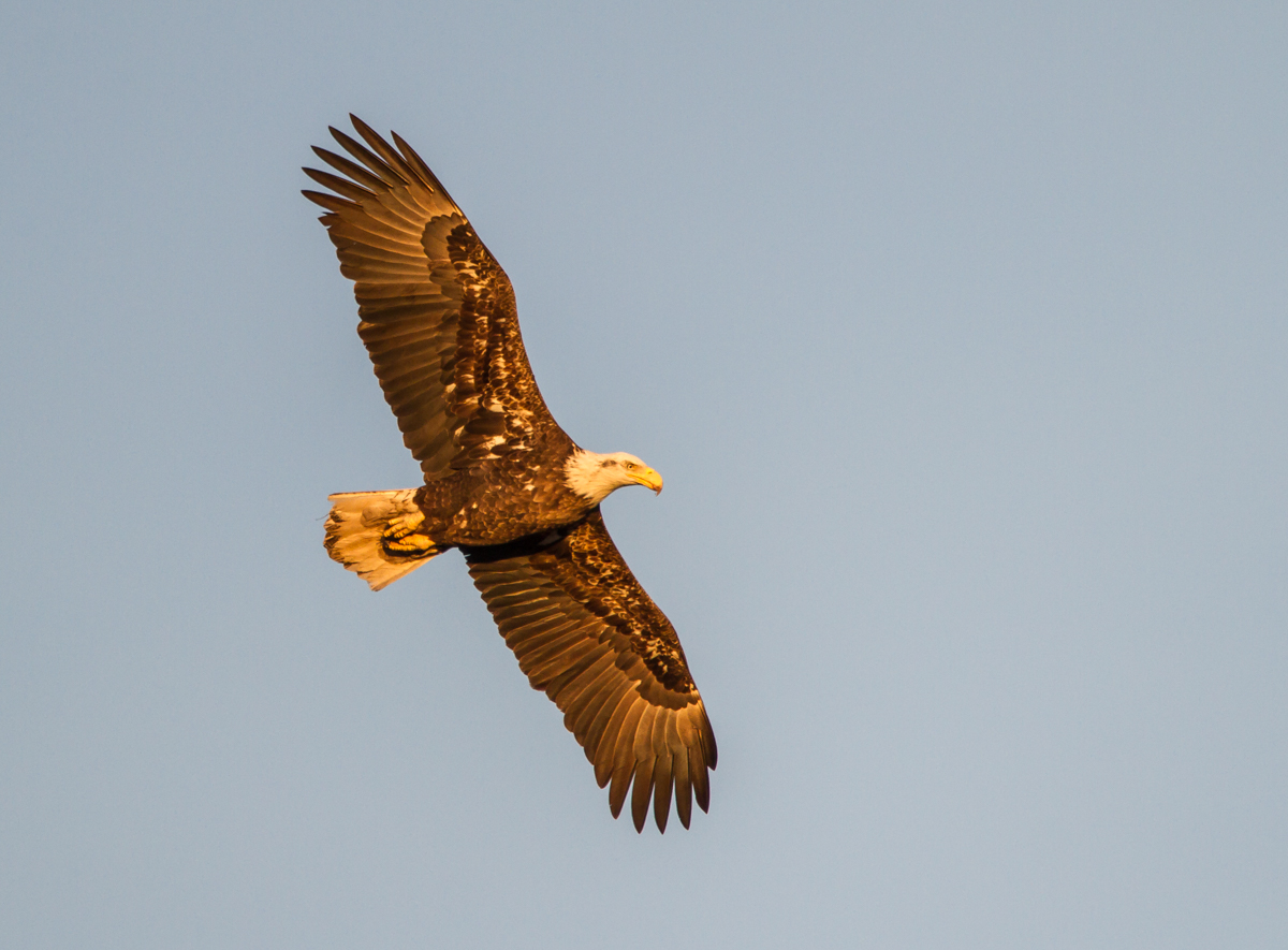 Bald Eagle in golden light