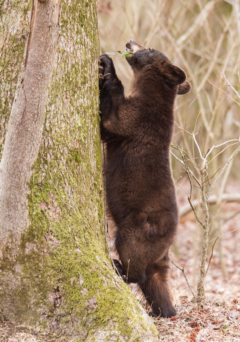 Bear puling at Cross Vine 1
