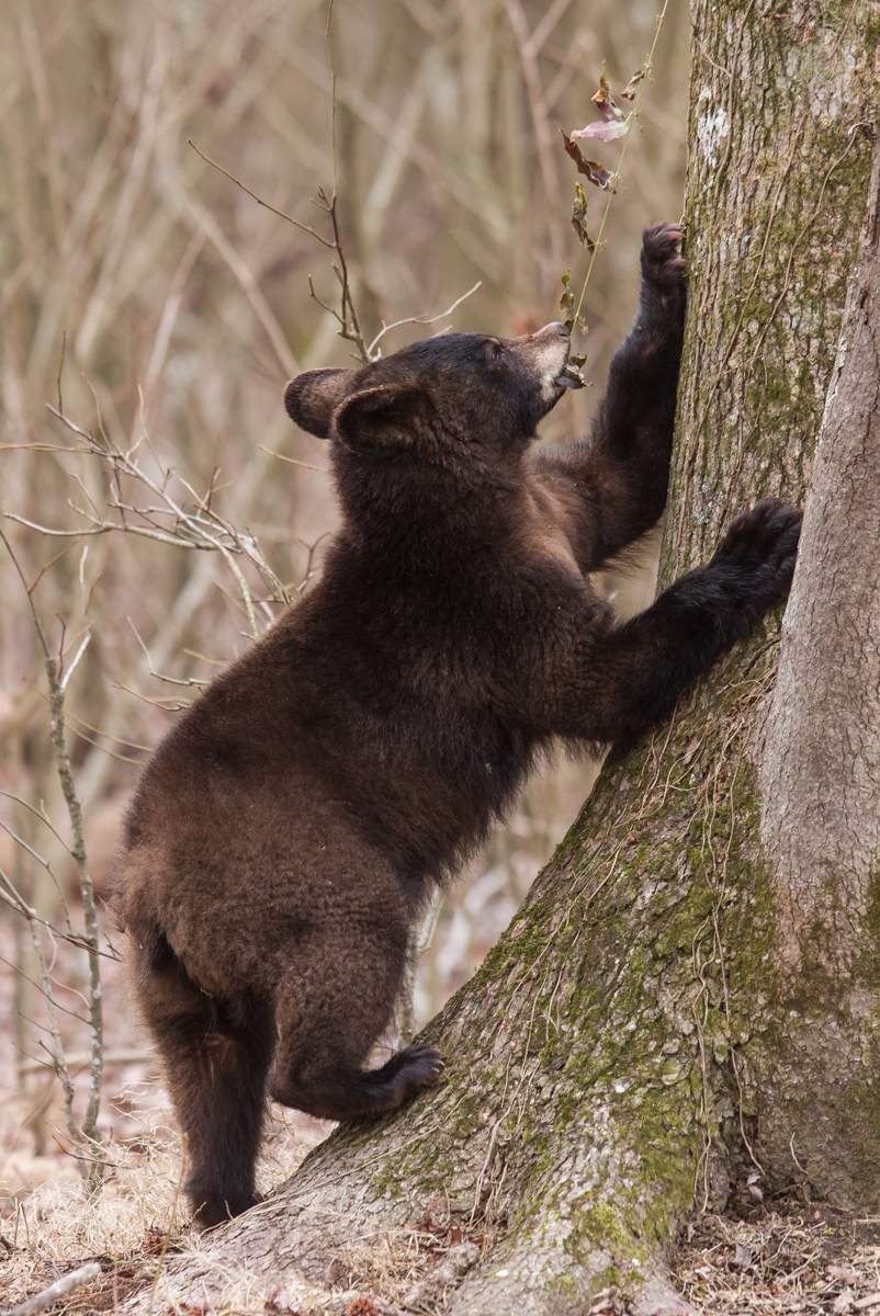Bear puling at Cross Vine 3