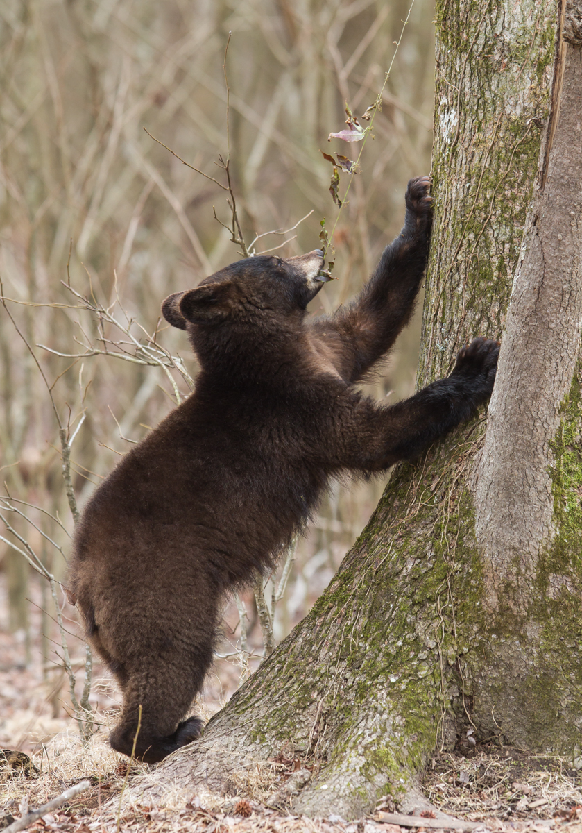 Bear puling at Cross Vine 4