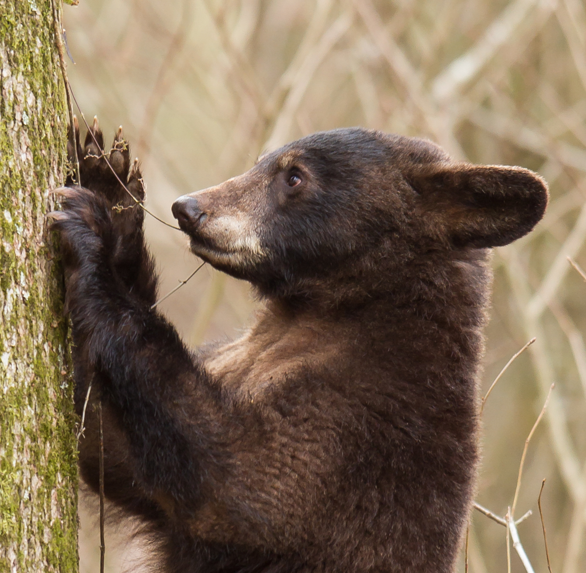 Bear puling at Cross Vine close up