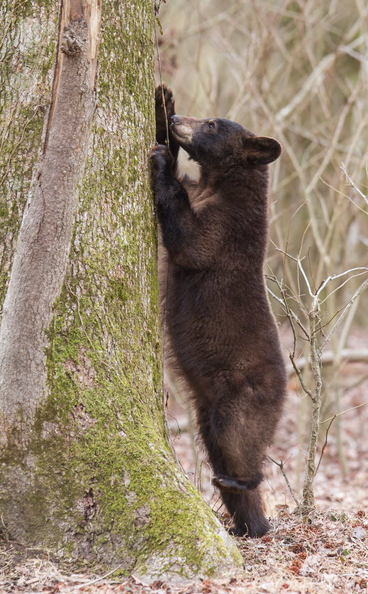 Bear puling at Cross Vine