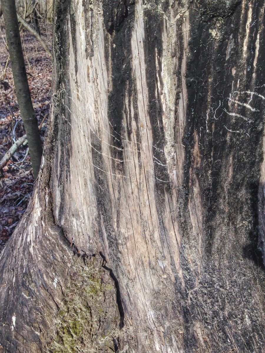 Bears must love the sap and cambium of Sweet Gum trees