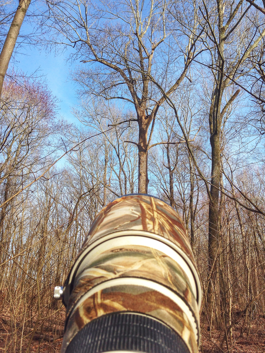 Looking up at the bear