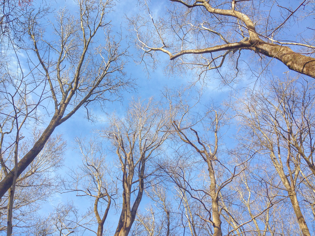 Looking up through the trees at Pungo