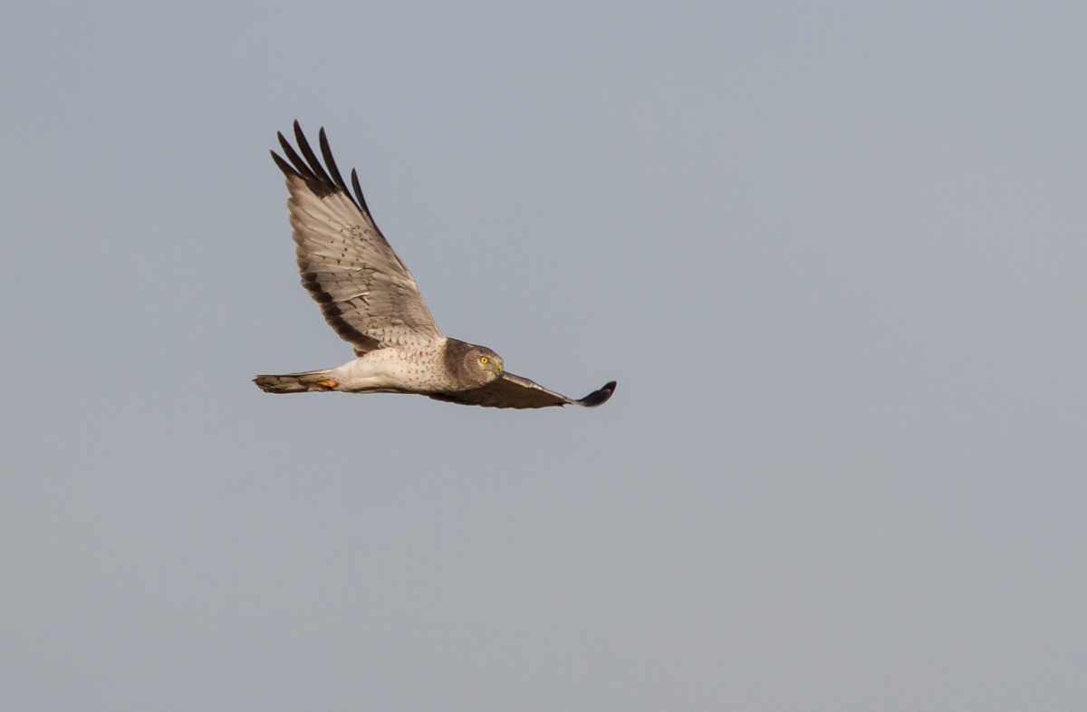 Male Northern Harrier