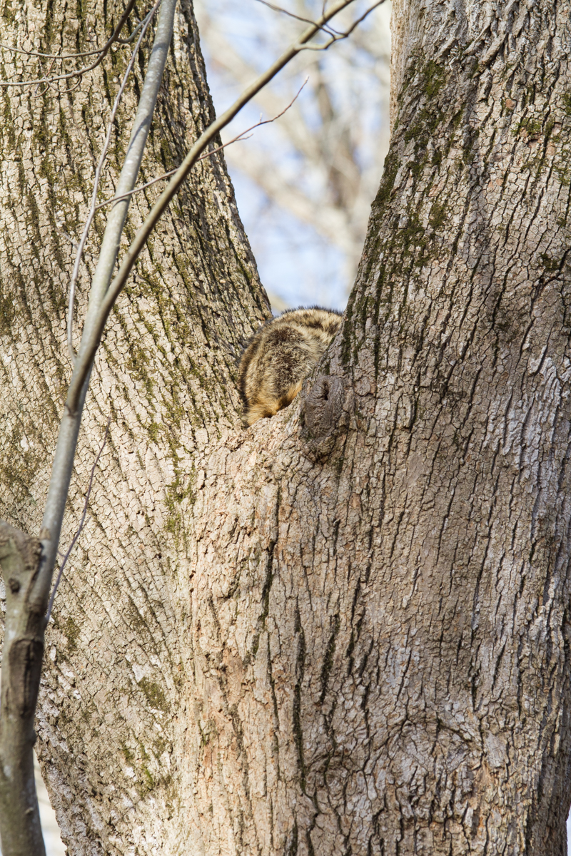 Napping Raccoon