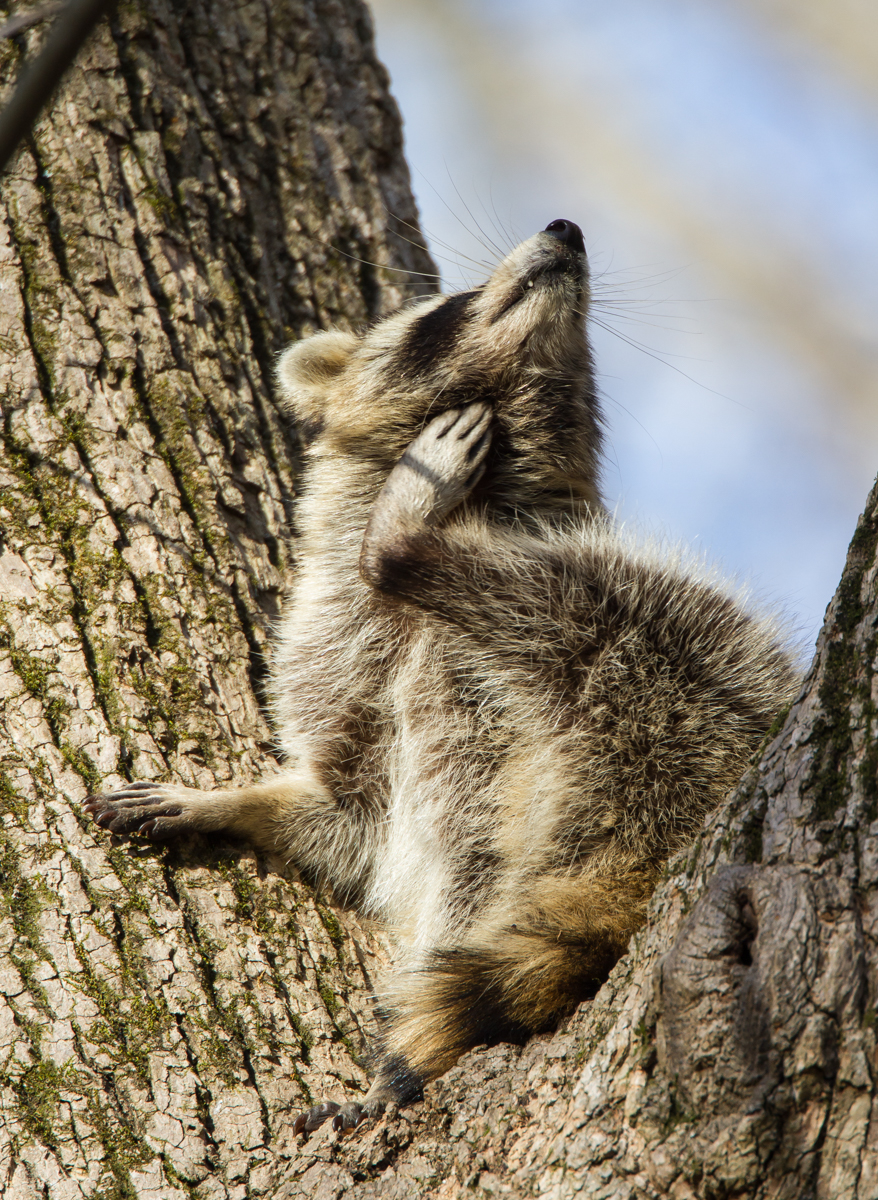 Raccoon scratching 1