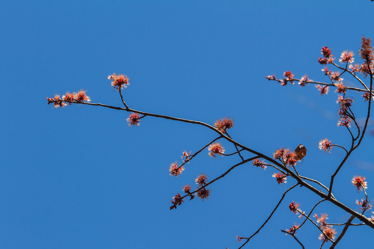Red Maple flowers